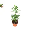 Victorian Parlor Palm Live Plant – Neanthe Bella Palm – 2 Inch Pot – Indoor - Image 1