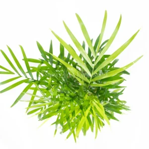 Victorian Parlor Palm Live Plant - Neanthe Bella Palm - Chamaedorea elegans - 4 inch Pot - Indoor - Image 2