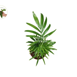 Victorian Parlor Palm Live Plant – Neanthe Bella Palm – 2 Inch Pot – Indoor - Image 2
