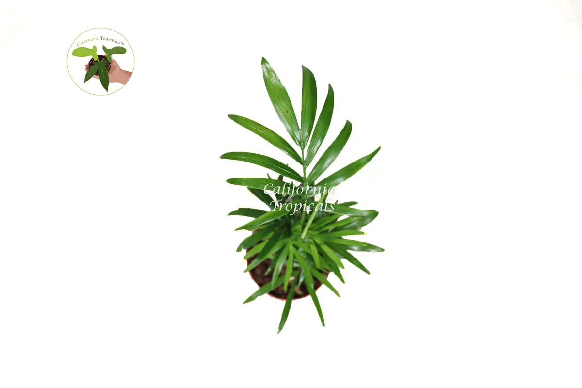 Victorian Parlor Palm Live Plant – Neanthe Bella Palm – 2 Inch Pot – Indoor - Image 2