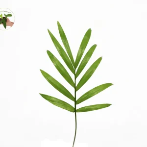 Victorian Parlor Palm Live Plant - Neanthe Bella Palm - Chamaedorea elegans - 4 inch Pot - Indoor - Image 3