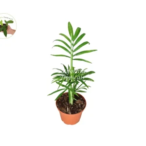 Victorian Parlor Palm Live Plant – Neanthe Bella Palm – 2 Inch Pot – Indoor - Image 1