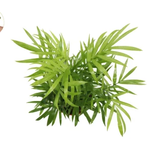 Victorian Parlor Palm Live Plant - Neanthe Bella Palm - Chamaedorea elegans - 4 inch Pot - Indoor - Image 4