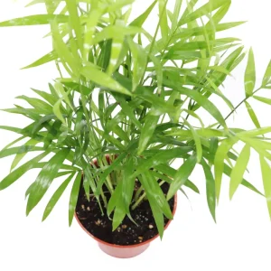 Victorian Parlor Palm Live Plant - Neanthe Bella Palm - Chamaedorea elegans - 4 inch Pot - Indoor - Image 5
