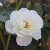 Victory White Camellia Live Plant - 4 inch pot - Evergreen Flowering Shrub - Image 1