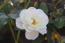 Victory White Camellia Live Plant - 4 inch pot - Evergreen Flowering Shrub - Image 1