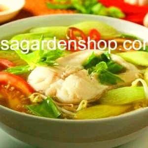 Vietnamese Taro Plant Bac Ha Doc Mung Thai Elephant Ear Live Plant 8 inches - Image 4