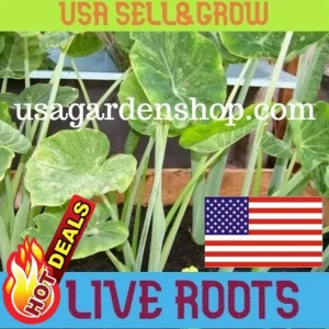 Vietnamese Taro Plant Bac Ha Doc Mung Thai Elephant Ear Live Plant 8 inches - Image 7