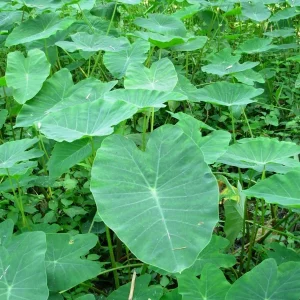 Vietnamese Taro Plant Bac Ha Doc Mung Thai Elephant Ear Live Plant 8 inches - Image 1