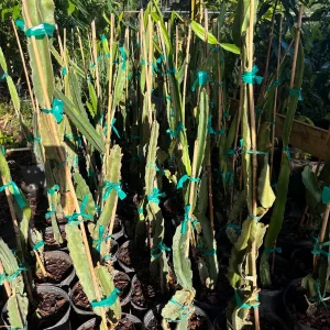 Vietnamese White Flesh Dragon Fruit Live Plant – 3 Gallon Pot – 2-3 Feet Tall - Image 3