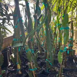 Vietnamese White Flesh Dragon Fruit Live Plant – 3 Gallon Pot – 2-3 Feet Tall - Image 4