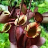 Viking x Ampullaria Black Miracle Nepenthes Live Plant – Starter Size - Image 1