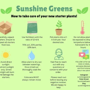 Viking x Ampullaria Black Miracle Nepenthes Live Plant – 2 inch pot – Carnivorous Houseplant - Image 2