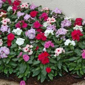 Vinca F-1 Mix Flower Seeds - 500 Seeds - Pink, Purple, White - Outdoor Annual - Image 3
