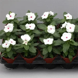 Vinca Hotlik Peppermint Seeds - 500 Count Annual Flower Seeds Outdoor - Image 2