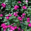 Vinca Hotlik Purple Eye Seeds - 500 Count Annual Flowering Periwinkle - Image 1