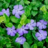 Vinca Minor Live Plant - Evergreen Groundcover - 4" Pot - Violet-Blue Blooms - Image 1