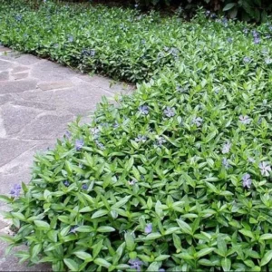 Vinca Minor Live Plant - Evergreen Groundcover - 4