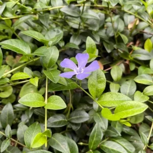 Vinca Minor Live Plant - Evergreen Groundcover, 4
