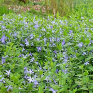Vinca Minor Live Plant - Evergreen Groundcover - 4