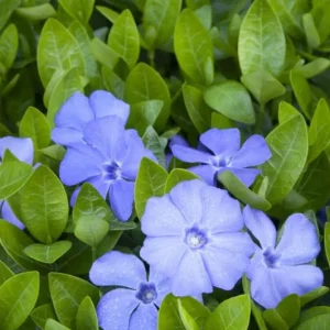 Vinca Minor Live Plant - Evergreen Groundcover, 4