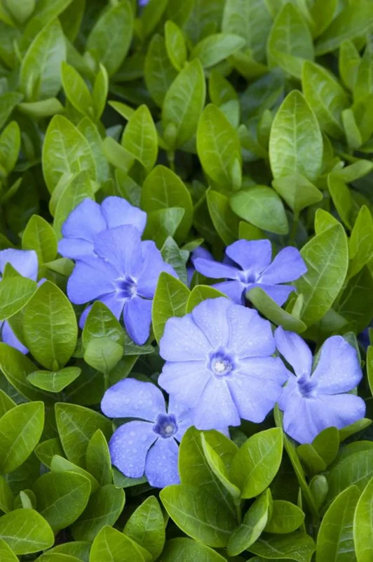 Vinca Minor Live Plant - Evergreen Groundcover, 4" Pot, Outdoor Periwinkle - Image 3