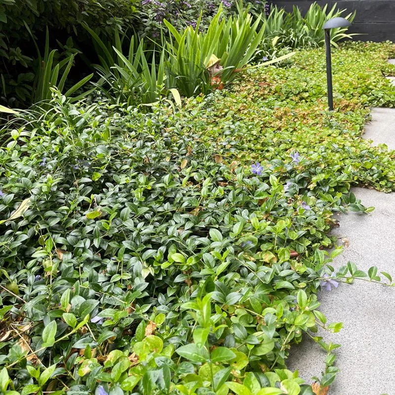 Vinca Minor Live Plant - Evergreen Groundcover, 4" Pot, Outdoor Periwinkle - Image 4