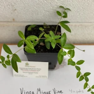 Vinca Minor Live Plant - Evergreen Groundcover - 4