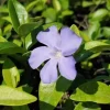 Vinca Minor Live Plant - Evergreen Groundcover, 4" Pot, Outdoor Periwinkle - Image 1