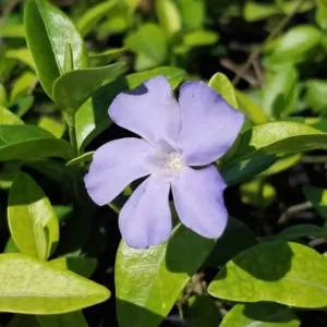 Vinca Minor Live Plant - Evergreen Groundcover, 4" Pot, Outdoor Periwinkle - Image 1