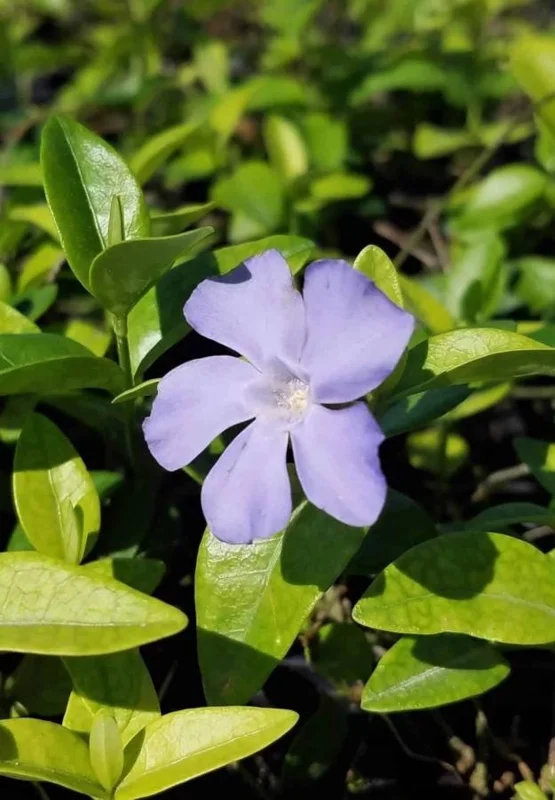 Vinca Minor Live Plant - Evergreen Groundcover, 4" Pot, Outdoor Periwinkle - Image 1