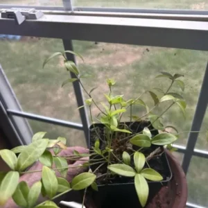 Vinca Minor Live Plant - Evergreen Groundcover - 4