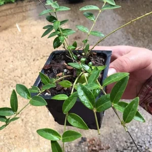 Vinca Minor Live Plant - Evergreen Groundcover, 4