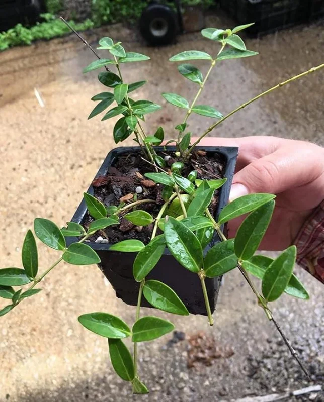 Vinca Minor Live Plant - Evergreen Groundcover, 4" Pot, Outdoor Periwinkle - Image 6