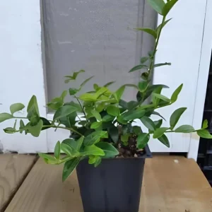 Vinca Minor Live Plant - Evergreen Groundcover, 4