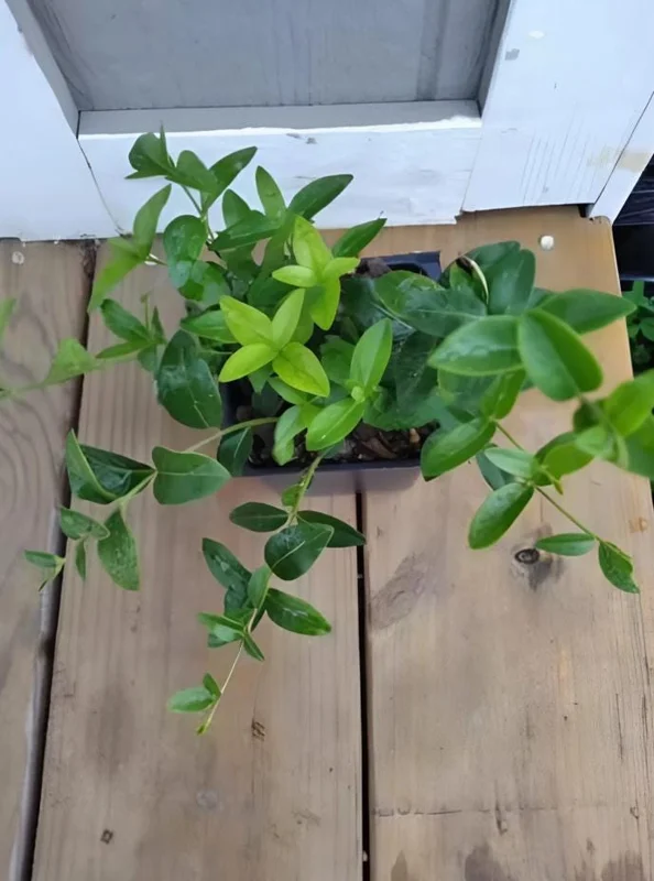 Vinca Minor Live Plant - Evergreen Groundcover, 4" Pot, Outdoor Periwinkle - Image 8