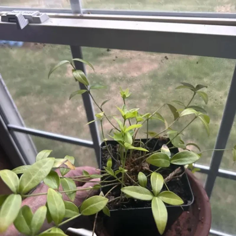 Vinca Minor Live Plant - Evergreen Groundcover, 4" Pot, Outdoor Periwinkle - Image 9