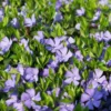 Vinca Minor Live Plant Set – Evergreen Groundcover – 2x 4-inch Pots – Violet-Blue Blooms – Outdoor - Image 1