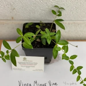 Vinca Minor Live Plant Set – Evergreen Groundcover – 2x 4-inch Pots – Violet-Blue Blooms – Outdoor - Image 5