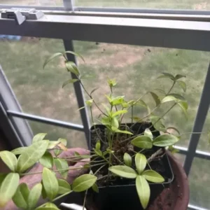 Vinca Minor Live Plant Set – Evergreen Groundcover – 2x 4-inch Pots – Violet-Blue Blooms – Outdoor - Image 6