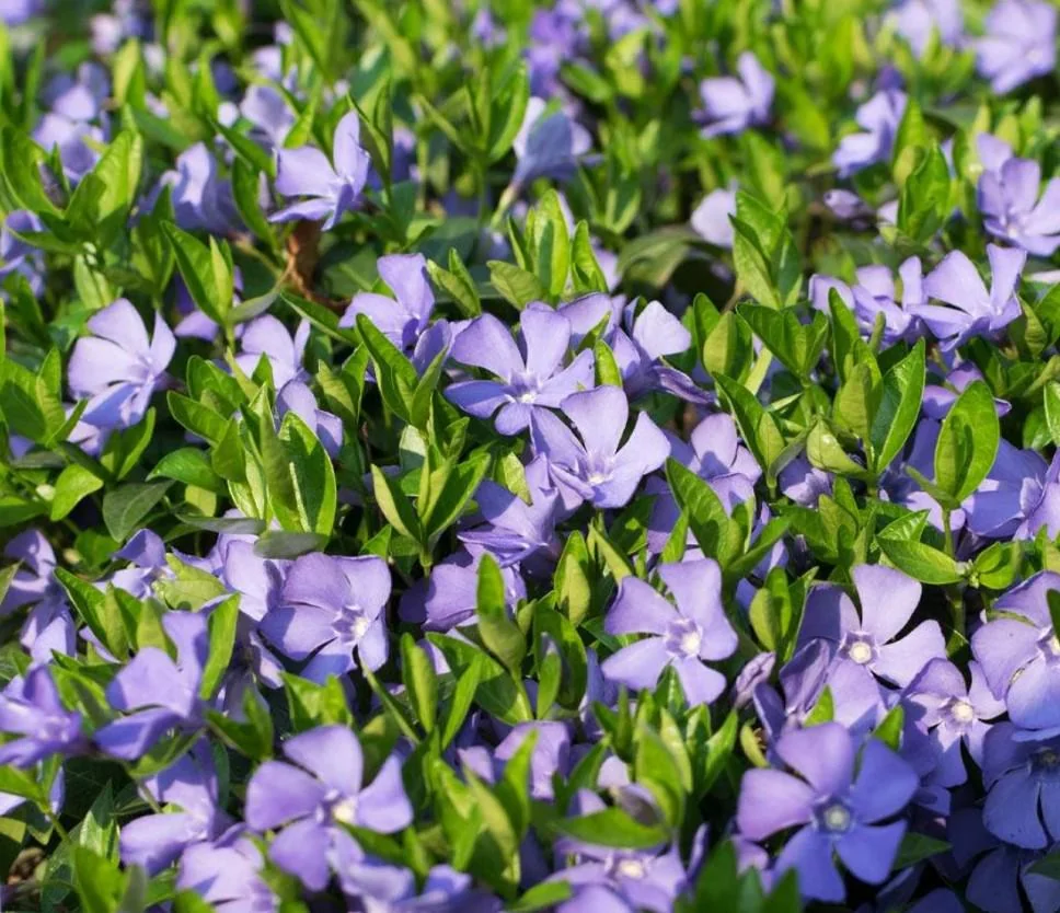 Vinca Minor Live Plant Set – Evergreen Groundcover – 2x 4-inch Pots – Violet-Blue Blooms – Outdoor - Image 1