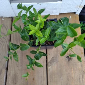 Vinca Minor Periwinkle Live Plant - Hardy Groundcover - 3.5 inch Pot - Image 3