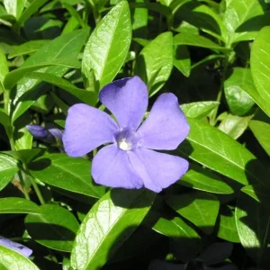 Vinca Minor Periwinkle Live Plant - Hardy Groundcover - 3.5 inch Pot - Image 1