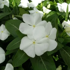 Vinca Pacifica XP White Seeds - 500 Seeds - Annual Flowering Periwinkle - Image 1