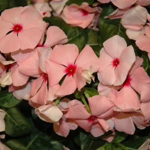 Vinca Sunsplash Apricot Seeds - 500 Seeds, Pink Flowering Annual for Outdoor - Image 1