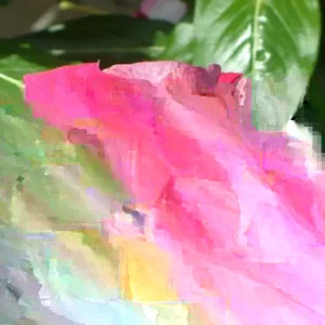 Vinca Sunsplash Cherry Periwinkle Seeds - 100 Seeds, Red Flowers, Outdoor - Image 3