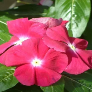 Vinca Sunsplash Cherry Seeds - 1000 Seeds - Red Flowering Annual - Image 2