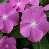 Vinca Sunsplash Orchid Flower Seeds - 500 Count - Purple Annual Outdoor - Image 1