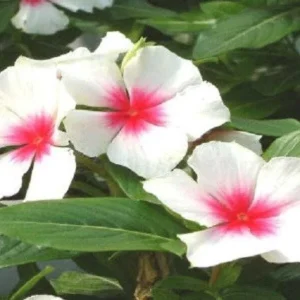 Vinca Sunsplash White with Eye Seeds - 1000 Count - Annual Flowering Periwinkle - Image 2