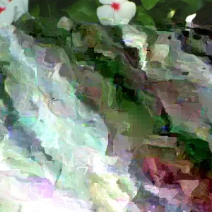 Vinca Sunsplash White with Eye Seeds - 500 Count - Annual Flowering Plant Seeds - Image 1